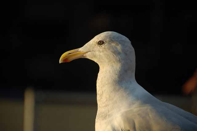 seagull closeup